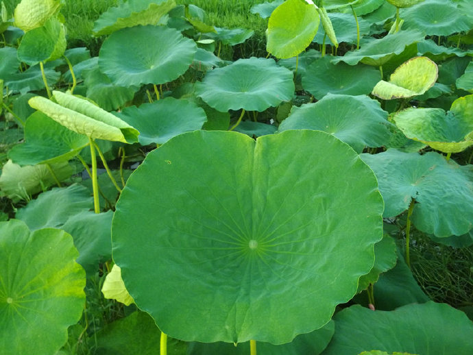 伦敦切尔西继续风采依然，蓄势待发